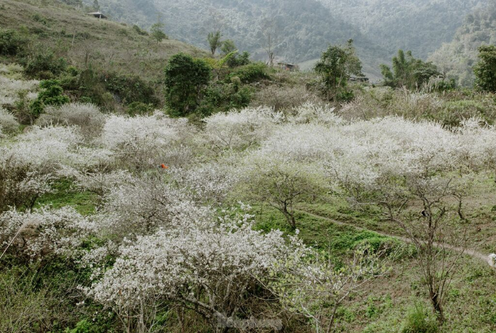 Admirer les pruniers en fleurs dans la vallée de Muong Hoa