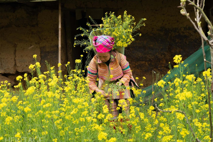 Explorer le village de Ta Van au printemps