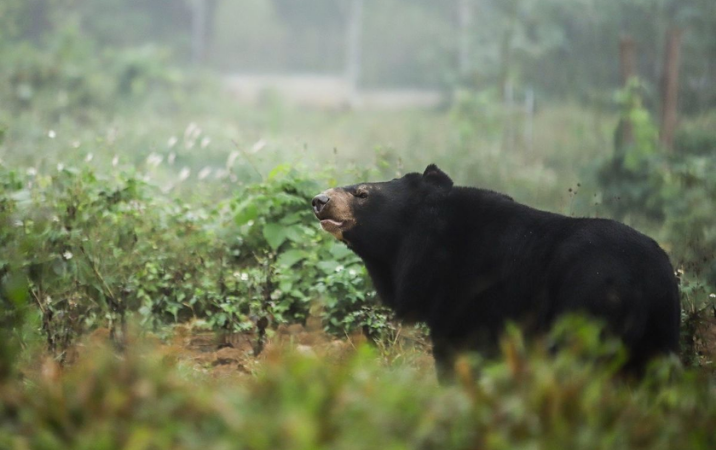 bear sanctuary ninh binh