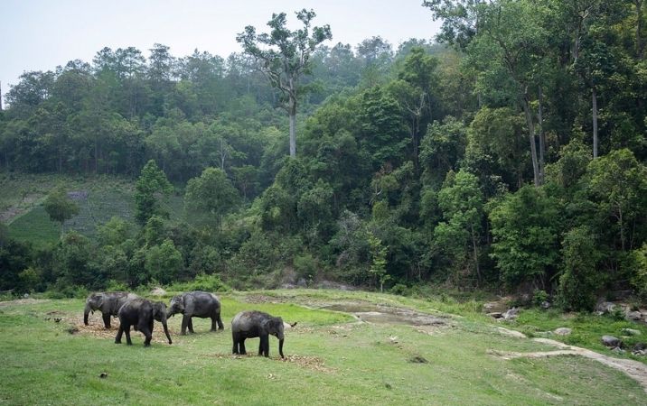 he Wild Elephant Camp