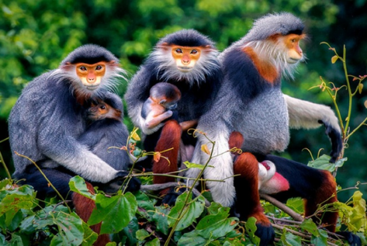 Découvrir la nature sauvage de la Péninsule de Son Tra