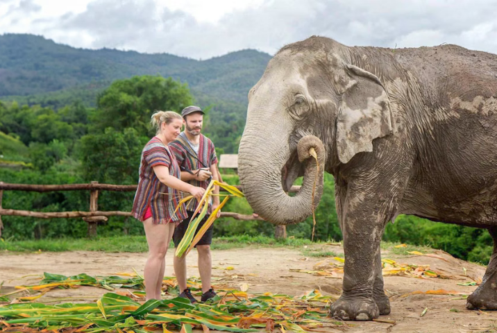 Rencontrer les éléphants une expérience unique à Chiang Mai