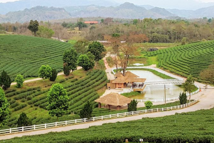 Se promener aux Choui Fong Tea Plantation