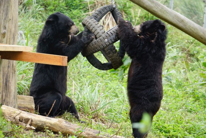 Visiter le sanctuaire des ours de Ninh Binh