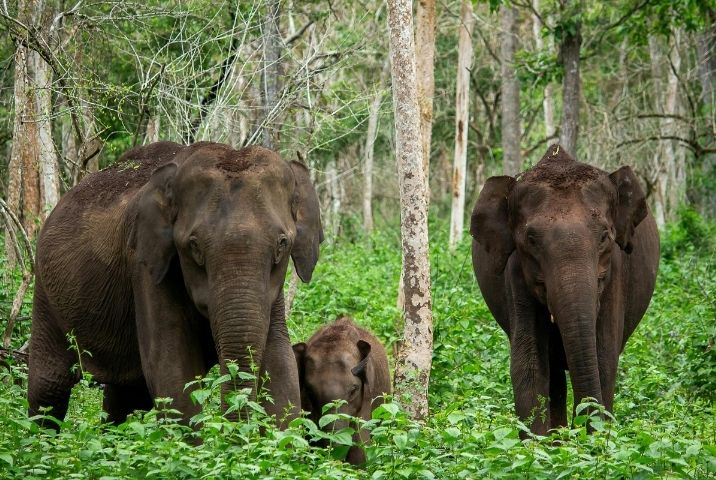 thaïlandais de conservation des éléphants