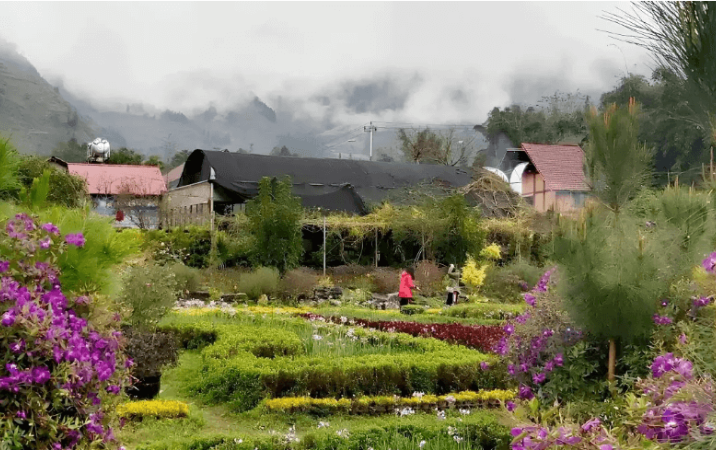 La vallée des fleurs à Thai Giang Pho