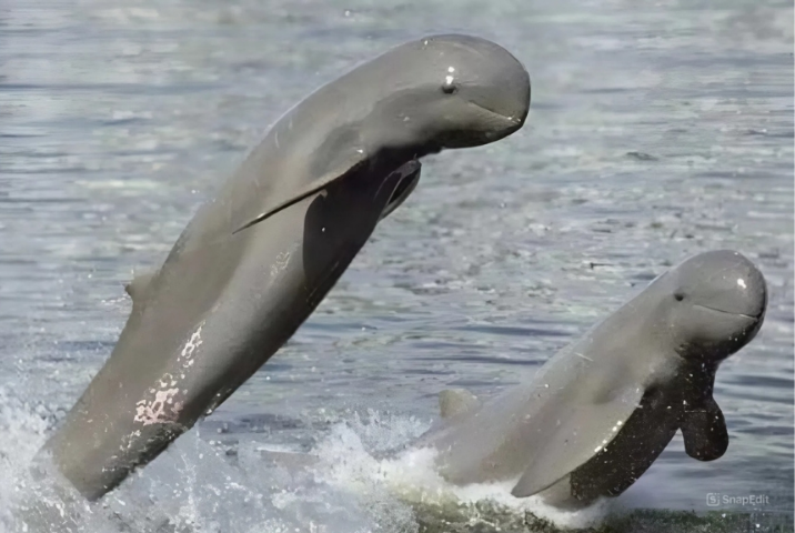 Observation des dauphins d’Irrawaddy