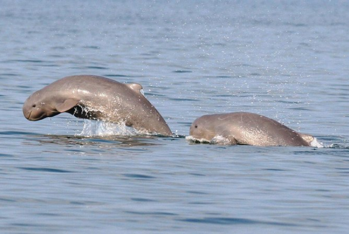 Observation des dauphins de l’Irrawaddy
