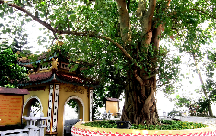 L’arbre sacré offert par l’Inde (1)