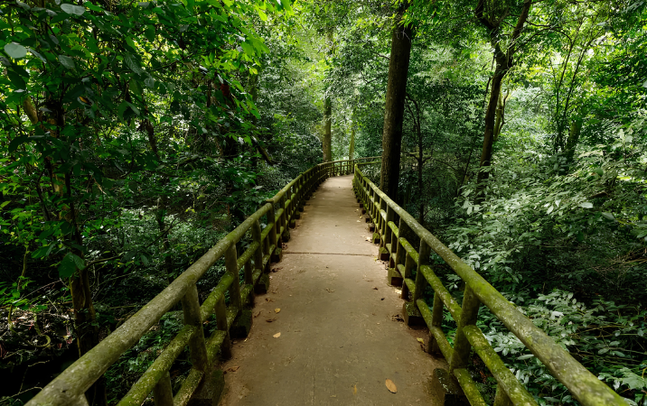 Partir en immersion dans la jungle tropicale du parc national de Cuc Phuong